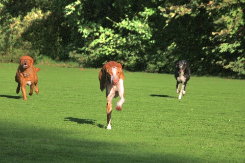 Hundewiese Eickhorst